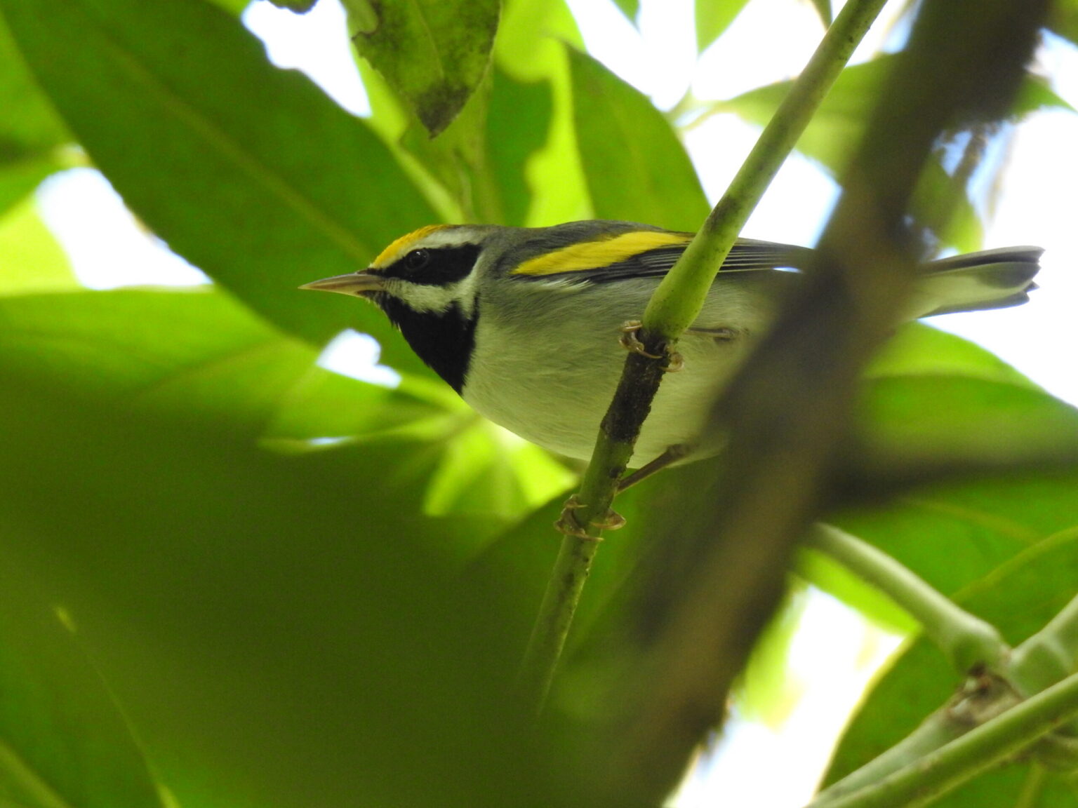 Las aves migratorias pierden terreno: casi la mitad de las especies está en declive